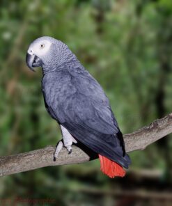 African Grey Parrots for Sale Near Me