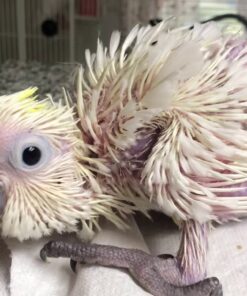 Baby Cockatoo