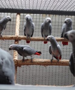 Congo African Grey Parrots for Sale