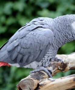 African Grey Parrots for Sale Near Me