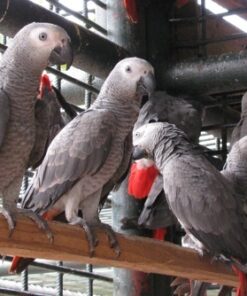 African Grey Parrots for Sale on Instagram