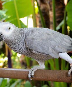 African Grey Parrots for Sale in San Diego