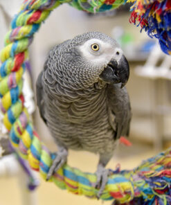 African Grey Parrots for Sale in Massachusetts