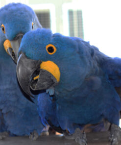 Macaw Parrot Sale